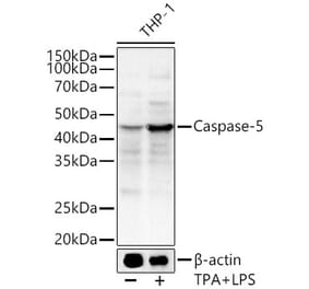 Western Blot - Anti-Caspase-5 Antibody (A92560) - Antibodies.com