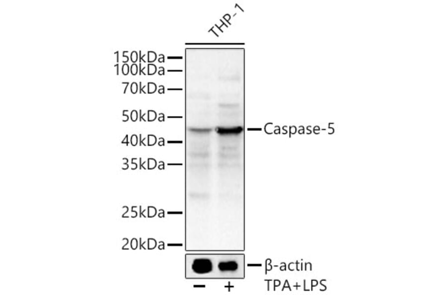 Western Blot - Anti-Caspase-5 Antibody (A92560) - Antibodies.com