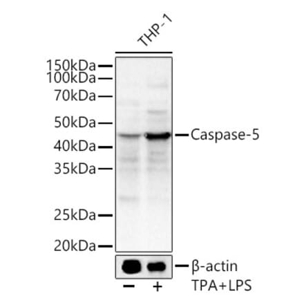 Western Blot - Anti-Caspase-5 Antibody (A92560) - Antibodies.com