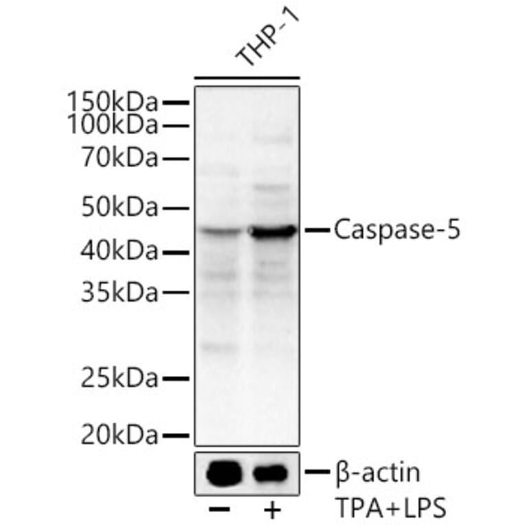 Western Blot - Anti-Caspase-5 Antibody (A92560) - Antibodies.com
