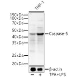Western Blot - Anti-Caspase-5 Antibody (A92560) - Antibodies.com