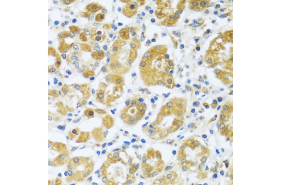 Immunohistochemistry - Anti-CAST Antibody (A16790) - Antibodies.com