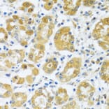 Immunohistochemistry - Anti-CAST Antibody (A16790) - Antibodies.com