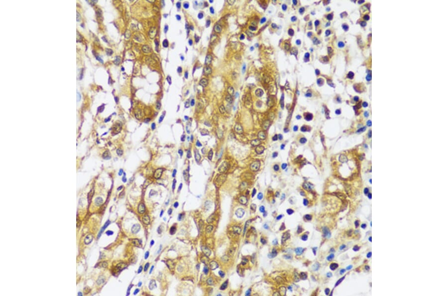 Immunohistochemistry - Anti-Calpastatin Antibody (A92564) - Antibodies.com