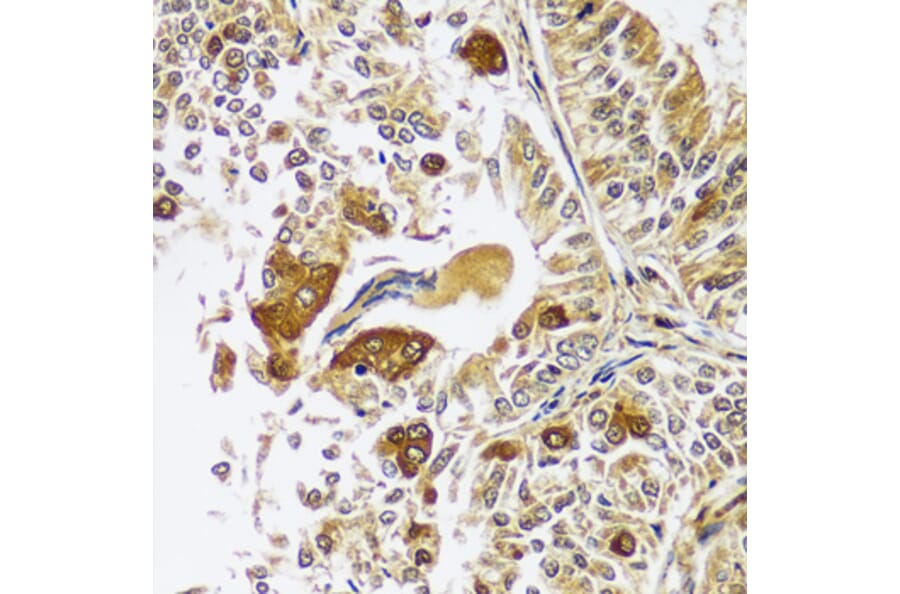 Immunohistochemistry - Anti-Calpastatin Antibody (A92564) - Antibodies.com