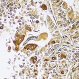 Immunohistochemistry - Anti-Calpastatin Antibody (A92564) - Antibodies.com