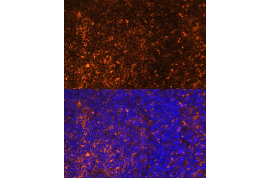 Immunofluorescence - Anti-MIP-3 beta/CCL19 Antibody (A92565) - Antibodies.com