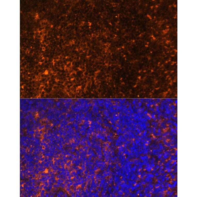 Immunofluorescence - Anti-MIP-3 beta/CCL19 Antibody (A92565) - Antibodies.com