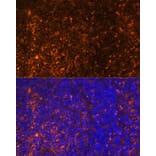 Immunofluorescence - Anti-MIP-3 beta/CCL19 Antibody (A92565) - Antibodies.com