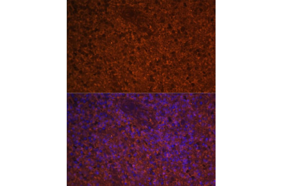 Immunofluorescence - Anti-MIP-3 beta/CCL19 Antibody (A92565) - Antibodies.com