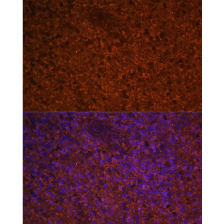Immunofluorescence - Anti-MIP-3 beta/CCL19 Antibody (A92565) - Antibodies.com