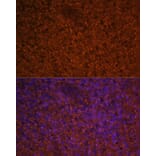 Immunofluorescence - Anti-MIP-3 beta/CCL19 Antibody (A92565) - Antibodies.com