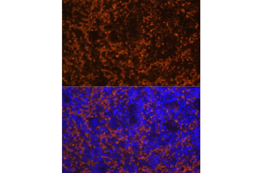 Immunofluorescence - Anti-MIP-3 beta/CCL19 Antibody (A92565) - Antibodies.com