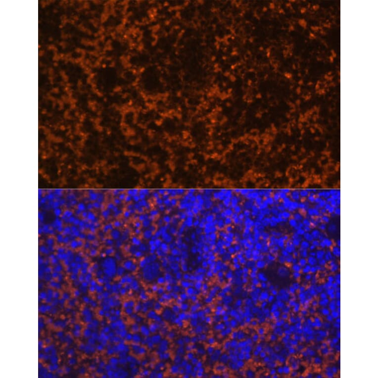 Immunofluorescence - Anti-MIP-3 beta/CCL19 Antibody (A92565) - Antibodies.com