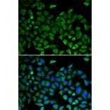Immunofluorescence - Anti-CDC45L Antibody (A92569) - Antibodies.com