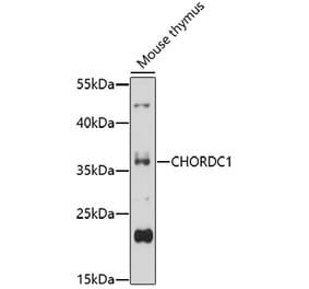 Western Blot - Anti-CHORDC1 Antibody (A92573) - Antibodies.com