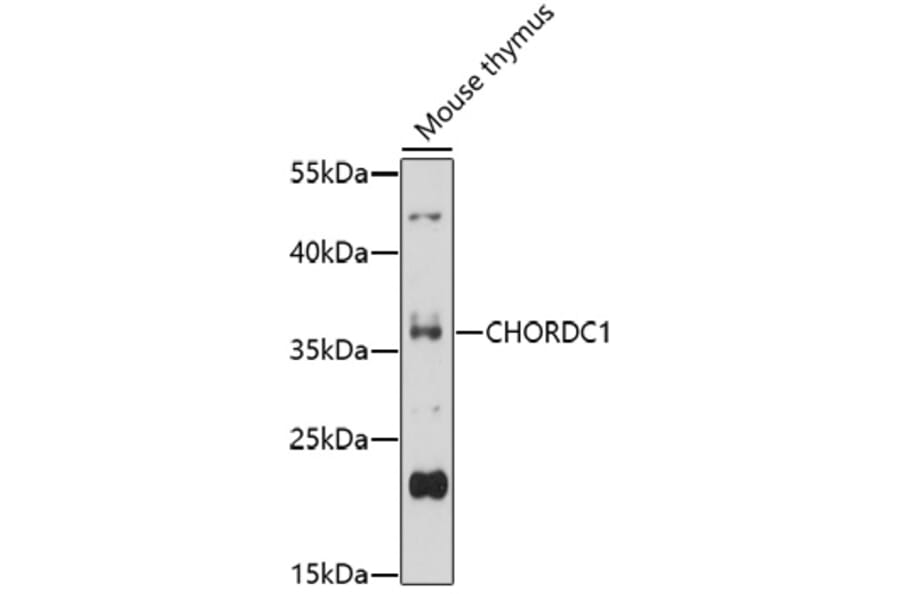 Western Blot - Anti-CHORDC1 Antibody (A92573) - Antibodies.com