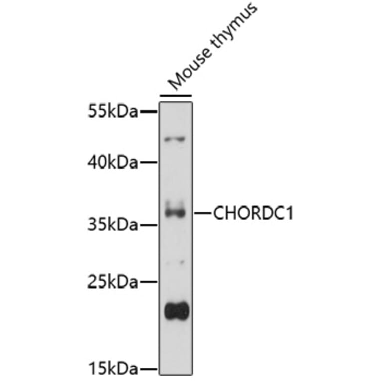 Western Blot - Anti-CHORDC1 Antibody (A92573) - Antibodies.com