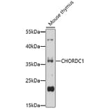 Western Blot - Anti-CHORDC1 Antibody (A92573) - Antibodies.com