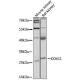 Western Blot - Anti-COX11 Antibody (A92578) - Antibodies.com