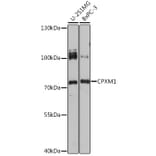 Western Blot - Anti-CPXM1 Antibody (A92579) - Antibodies.com