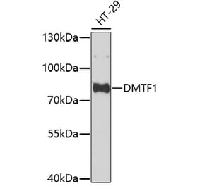 Western Blot - Anti-DMTF1 Antibody (A92584) - Antibodies.com