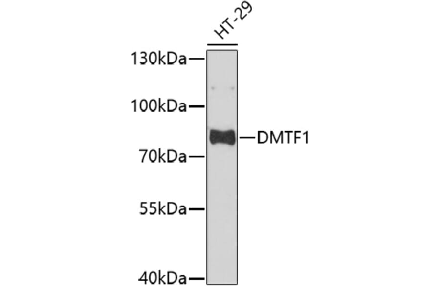 Western Blot - Anti-DMTF1 Antibody (A92584) - Antibodies.com