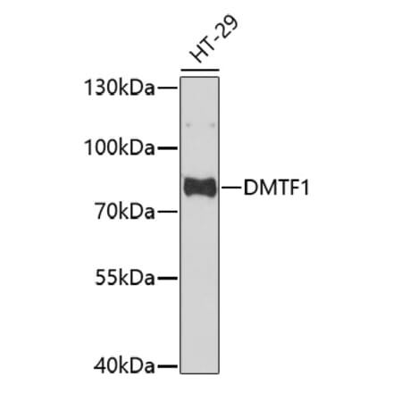 Western Blot - Anti-DMTF1 Antibody (A92584) - Antibodies.com