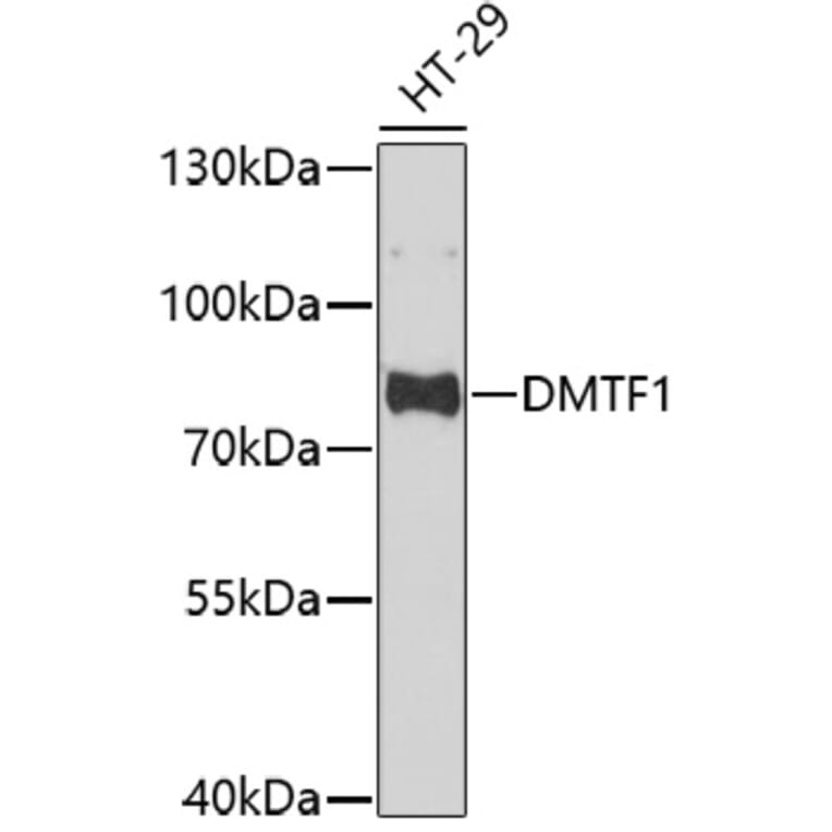 Western Blot - Anti-DMTF1 Antibody (A92584) - Antibodies.com