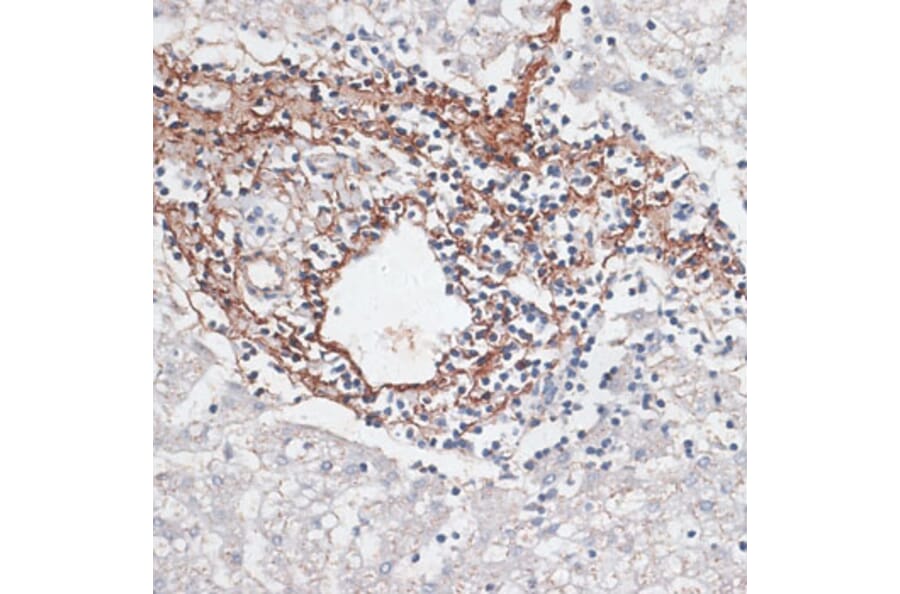 Immunohistochemistry - Anti-Elastin Antibody (A92588) - Antibodies.com