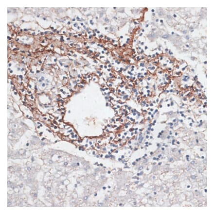 Immunohistochemistry - Anti-Elastin Antibody (A92588) - Antibodies.com