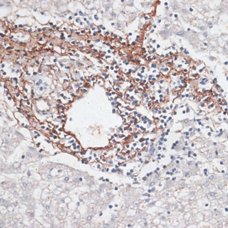 Immunohistochemistry - Anti-Elastin Antibody (A92588) - Antibodies.com