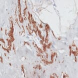 Immunohistochemistry - Anti-Elastin Antibody (A92588) - Antibodies.com