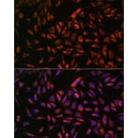 Immunofluorescence - Anti-EML4 Antibody (A92590) - Antibodies.com
