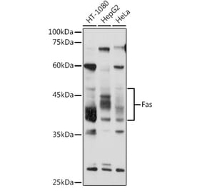 Western Blot - Anti-Fas Antibody (A92593) - Antibodies.com