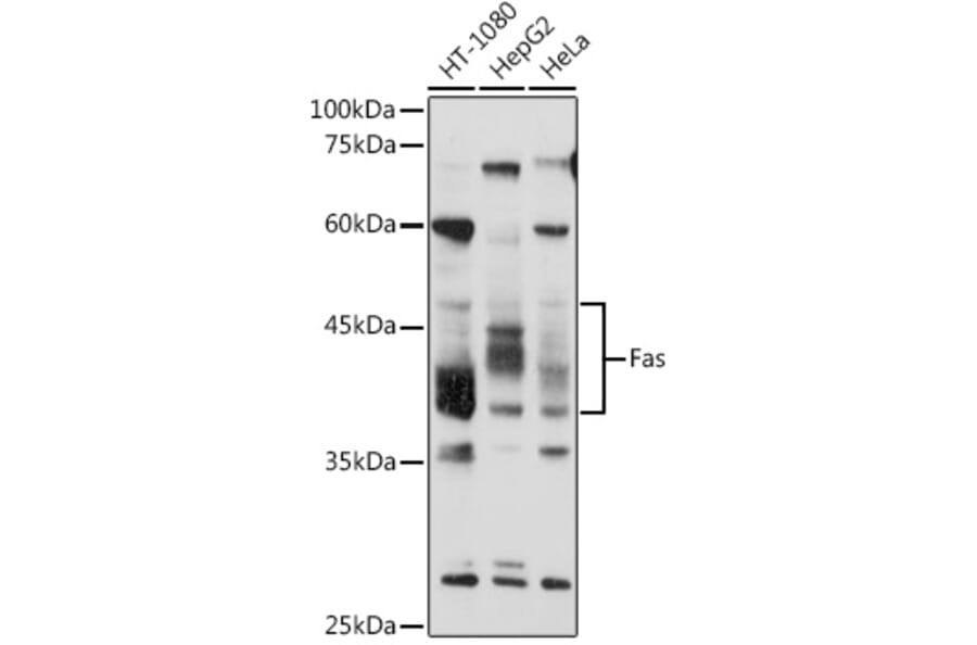 Western Blot - Anti-Fas Antibody (A92593) - Antibodies.com