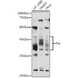 Western Blot - Anti-Fas Antibody (A92593) - Antibodies.com