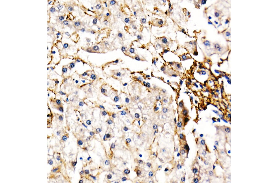 Immunohistochemistry - Anti-Fibrillin 1 Antibody (A92595) - Antibodies.com