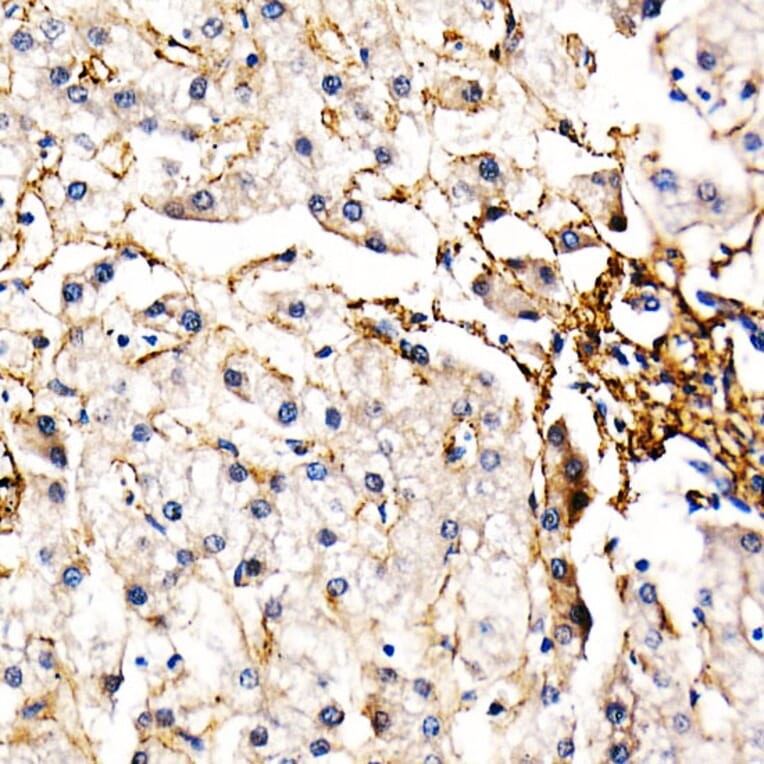 Immunohistochemistry - Anti-Fibrillin 1 Antibody (A92595) - Antibodies.com