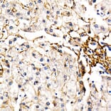 Immunohistochemistry - Anti-Fibrillin 1 Antibody (A92595) - Antibodies.com
