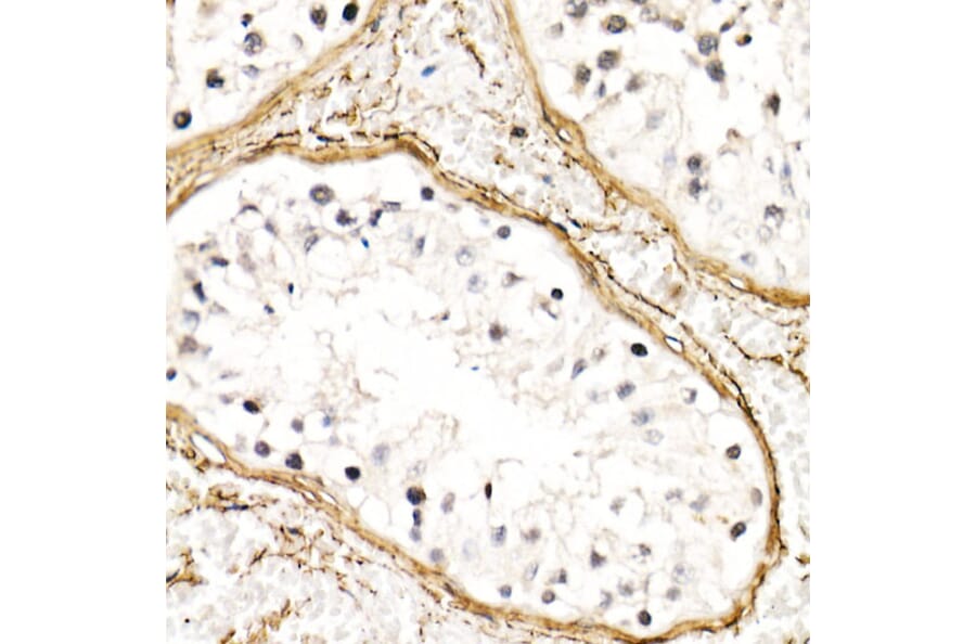 Immunohistochemistry - Anti-Fibrillin 1 Antibody (A92595) - Antibodies.com
