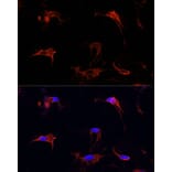 Immunofluorescence - Anti-Fibrillin 1 Antibody (A92595) - Antibodies.com