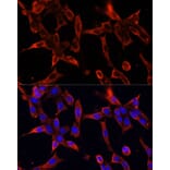 Immunofluorescence - Anti-Fibrillin 1 Antibody (A92595) - Antibodies.com