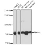 Western Blot - Anti-FBXO21 Antibody (A92596) - Antibodies.com