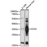 Western Blot - Anti-FCN3 Antibody (A92597) - Antibodies.com
