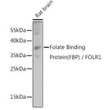 Western Blot - Anti-Folate Binding Protein/FBP Antibody (A92599) - Antibodies.com