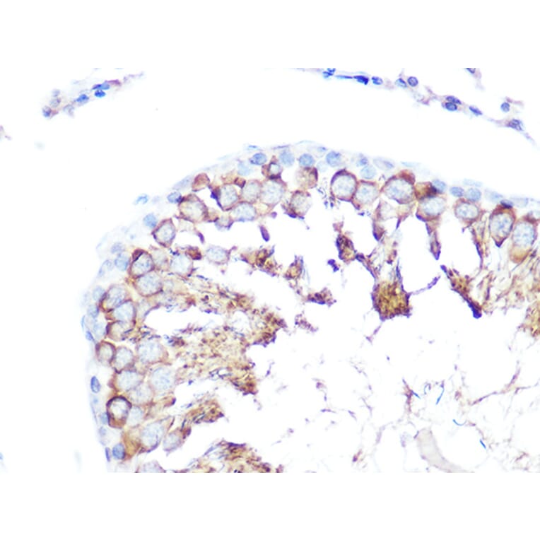 Immunohistochemistry - Anti-Folate Binding Protein/FBP Antibody (A92599) - Antibodies.com