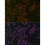 Immunofluorescence - Anti-Folate Binding Protein/FBP Antibody (A92599) - Antibodies.com