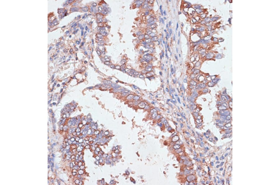 Immunohistochemistry - Anti-GAB1 Antibody (A92604) - Antibodies.com