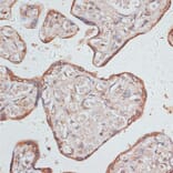 Immunohistochemistry - Anti-GAB1 Antibody (A92604) - Antibodies.com